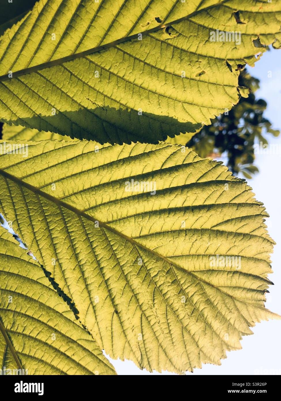Gros plan sur les feuilles vertes - Image de stock capturée avec un smartphone