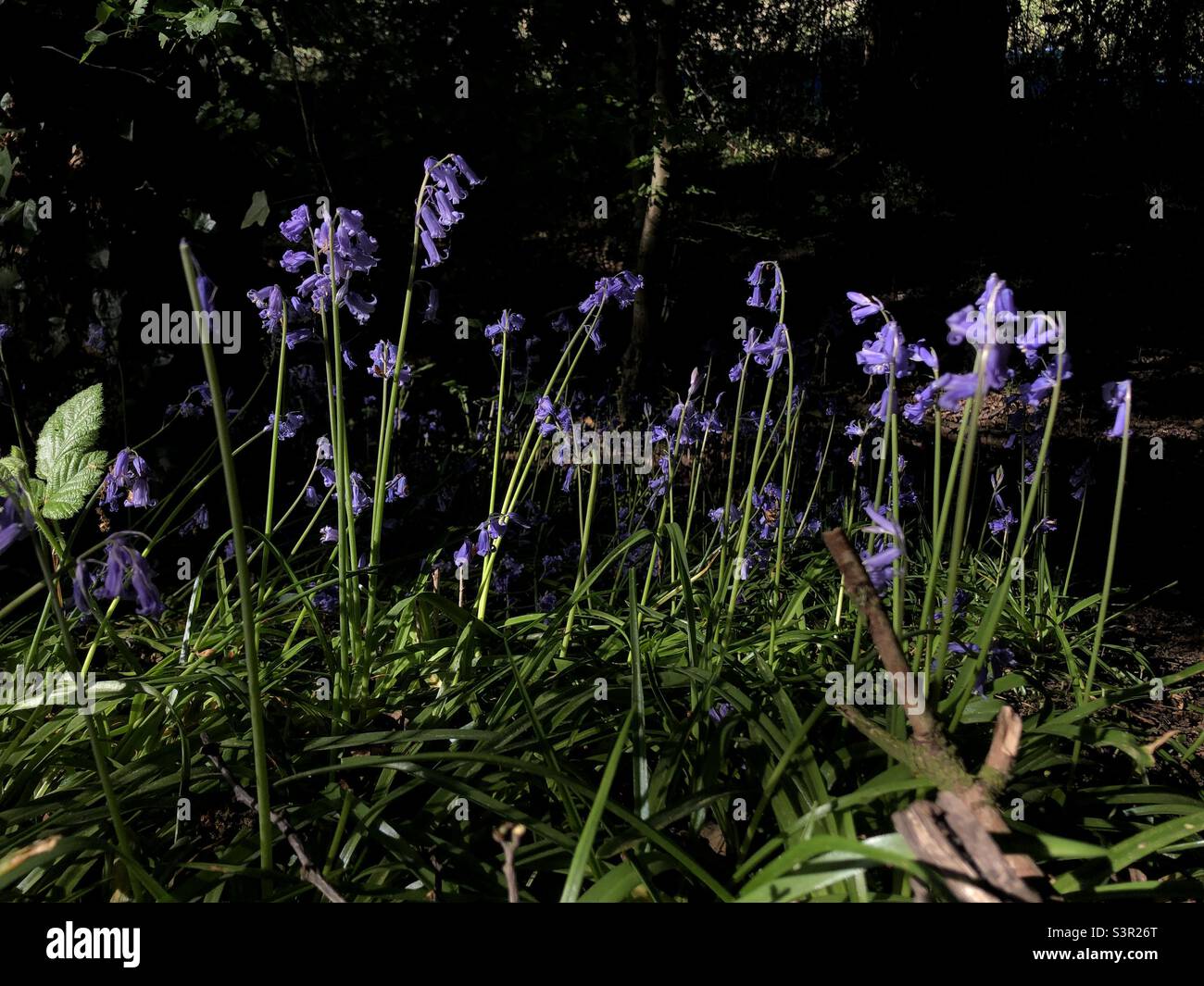 Bluebell fleurit dans un parc Banque D'Images
