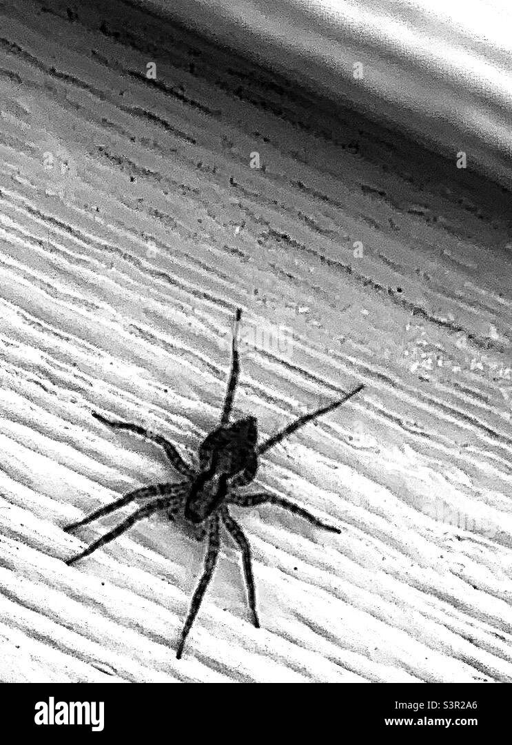 Arrière-plan texturé noir et blanc avec araignée reclassification brune rampant dans le coin inférieur gauche - Image de stock capturée avec un smartphone