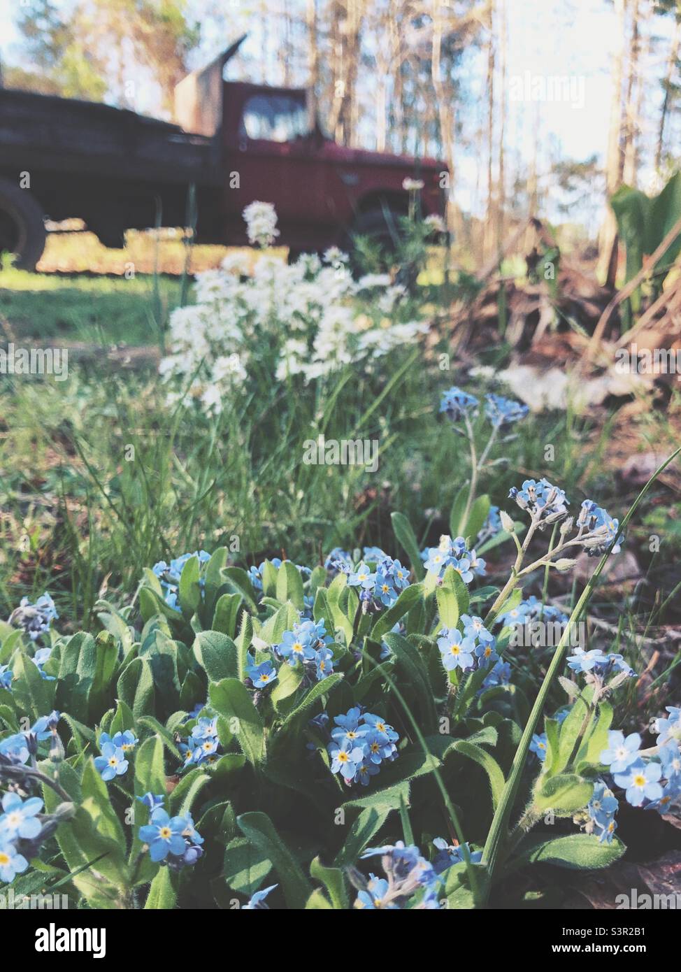 Printemps Forget-me-nots et Tuft de bonbons blanc avec camion de bennage rouge vintage au printemps Banque D'Images