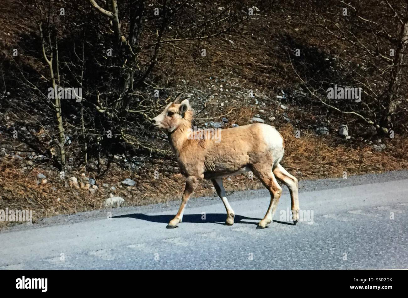 Franchissement routier, moutons à gros cornes des montagnes Rocheuses, juvéniles, faune, nature, - Image de stock capturée avec un smartphone