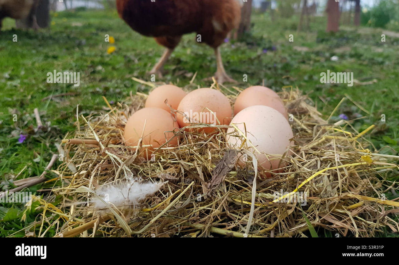 Oeufs de poulet dans un nid de foin. Une poule se tient en arrière-plan du nid. Photo de l'espace de copie Banque D'Images