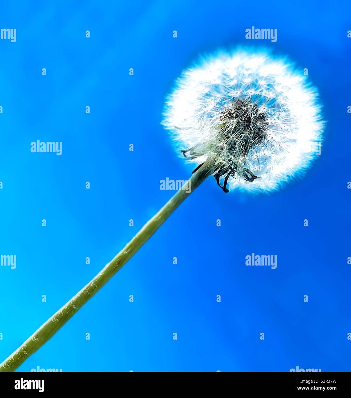 Pissenlit fleur - Image de stock capturée avec un smartphone