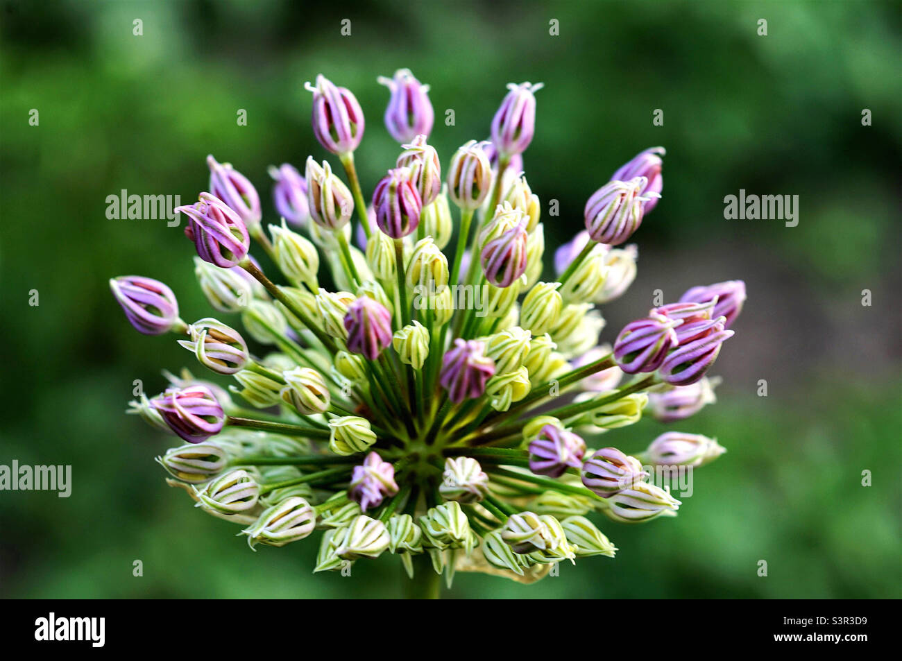 vue rapprochée d'une fleur en fleurs Banque D'Images