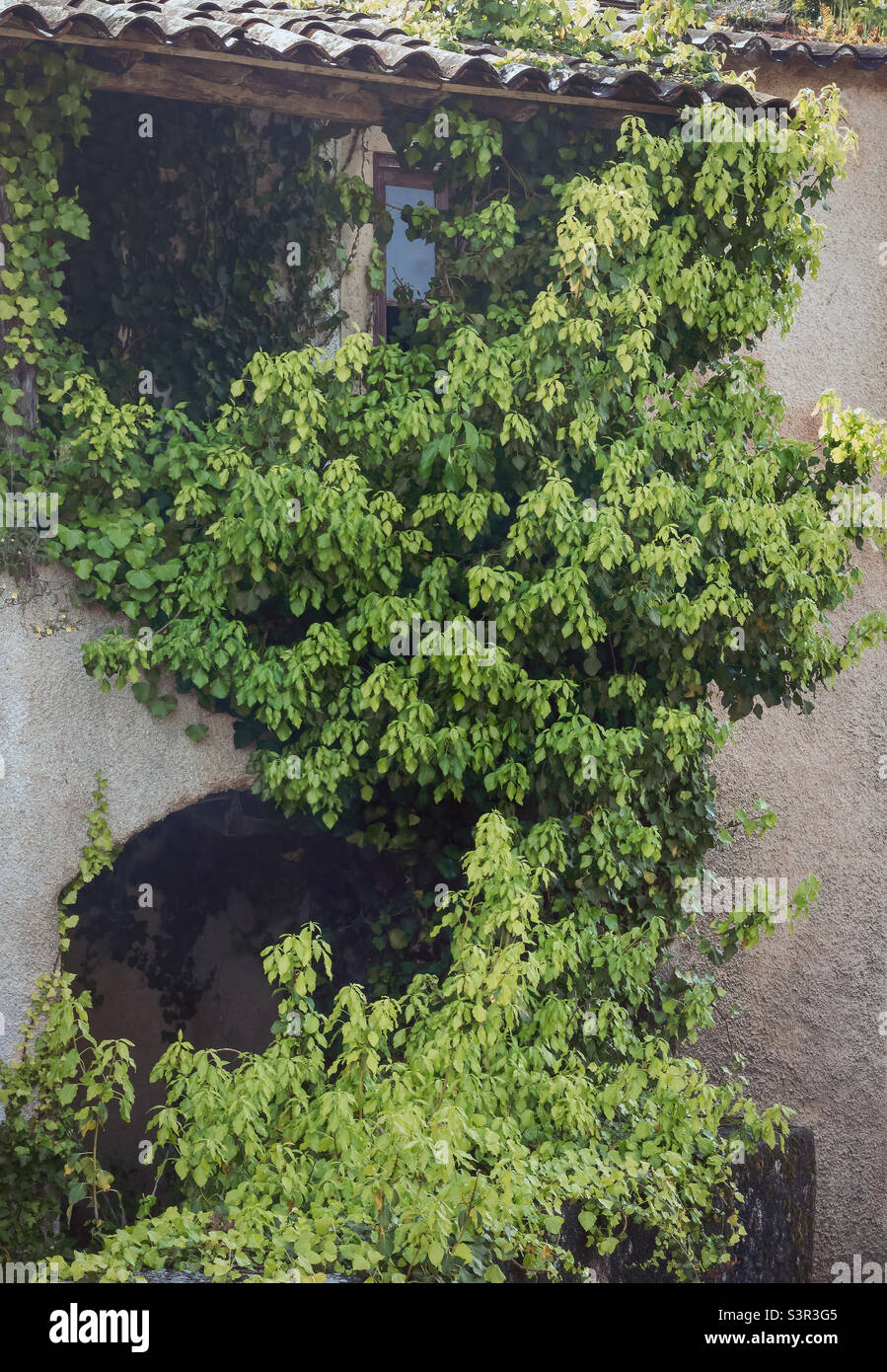 Maison abandonnée couverte de plantes vertes et de vignes Banque D'Images