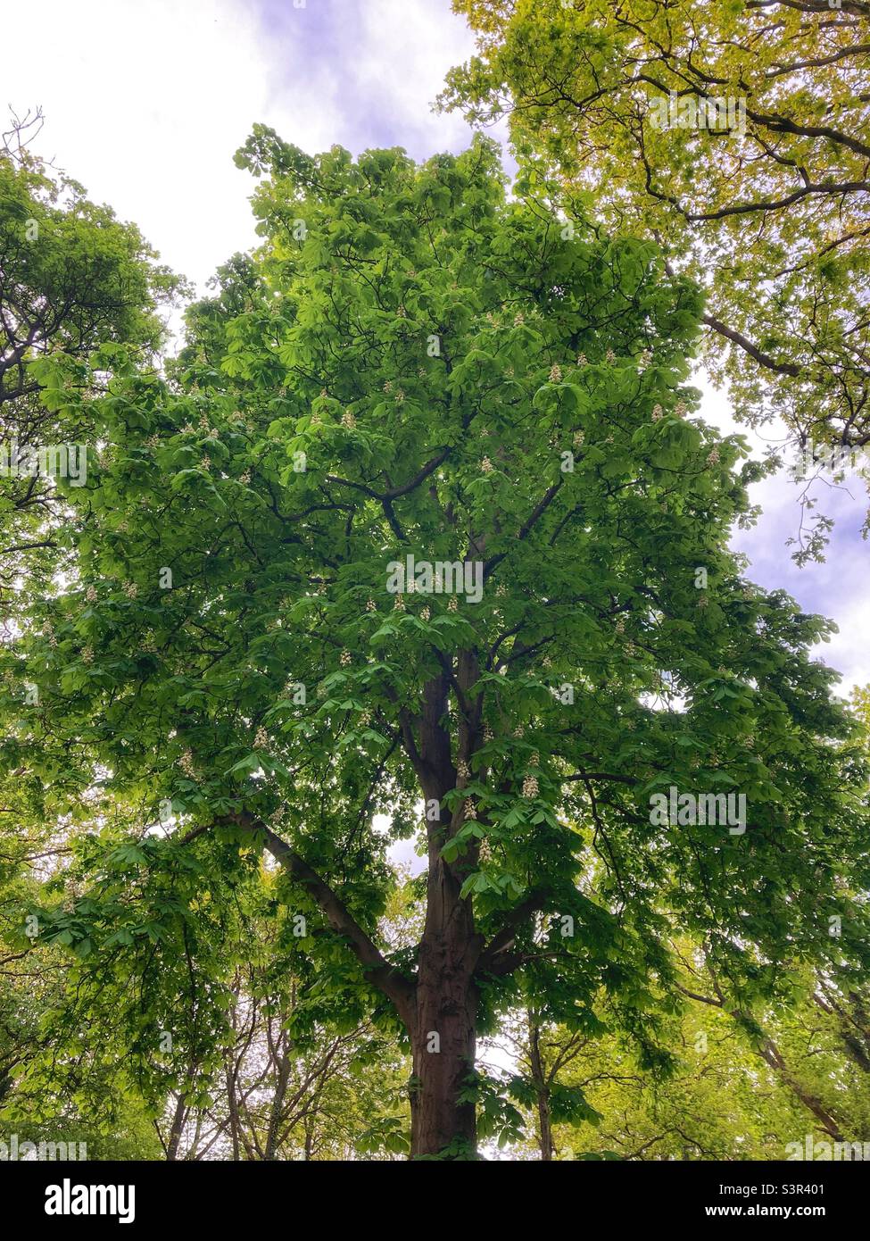 Un arbre de châtaignier à cheval avec fleurs. Banque D'Images