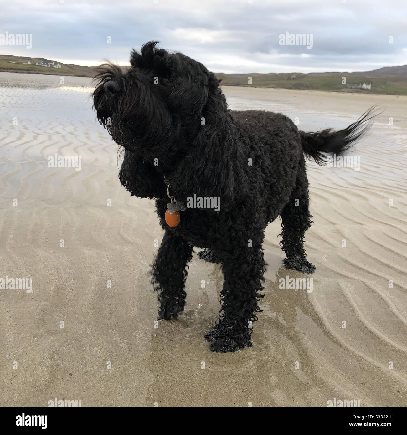Black Cockapoo sur une plage à Uig Sands, île de Lewis, Hebrides, Écosse, Royaume-Uni - Image de stock capturée avec un smartphone
