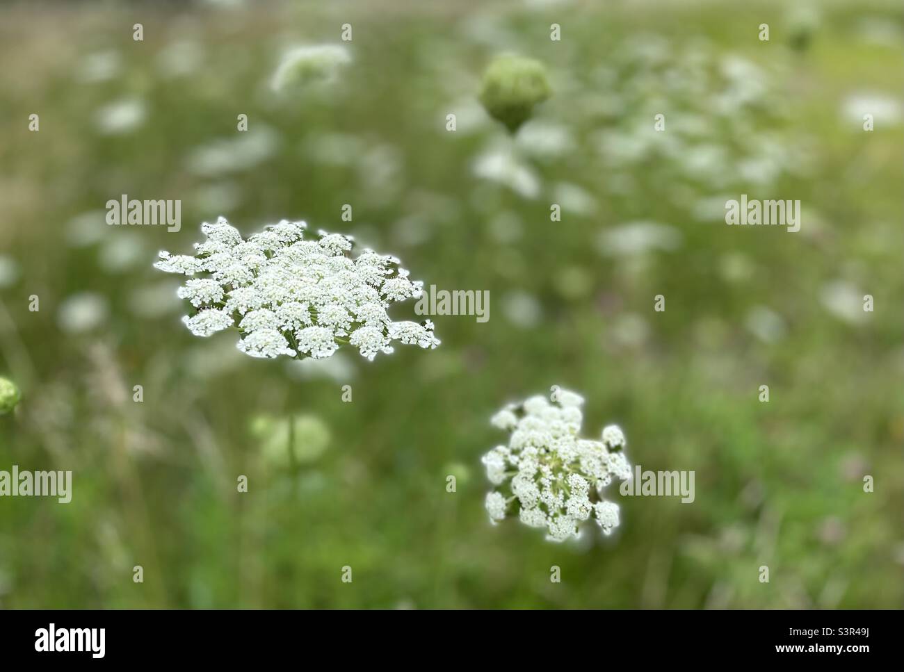 Fleurs de dentelle de la reine Anne en été - Image de stock capturée avec un smartphone