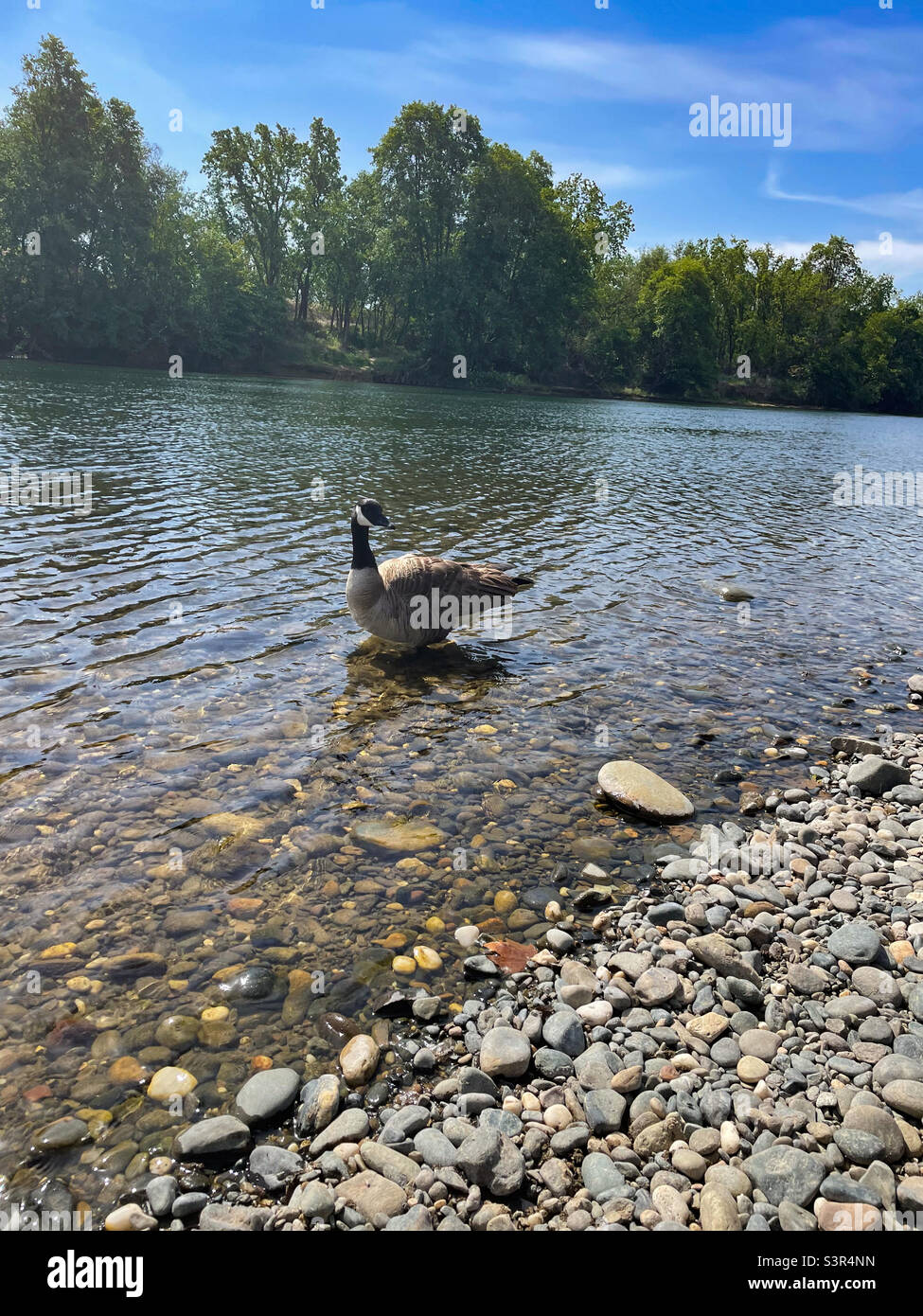 Goose sur l'American River - Image de stock capturée avec un smartphone