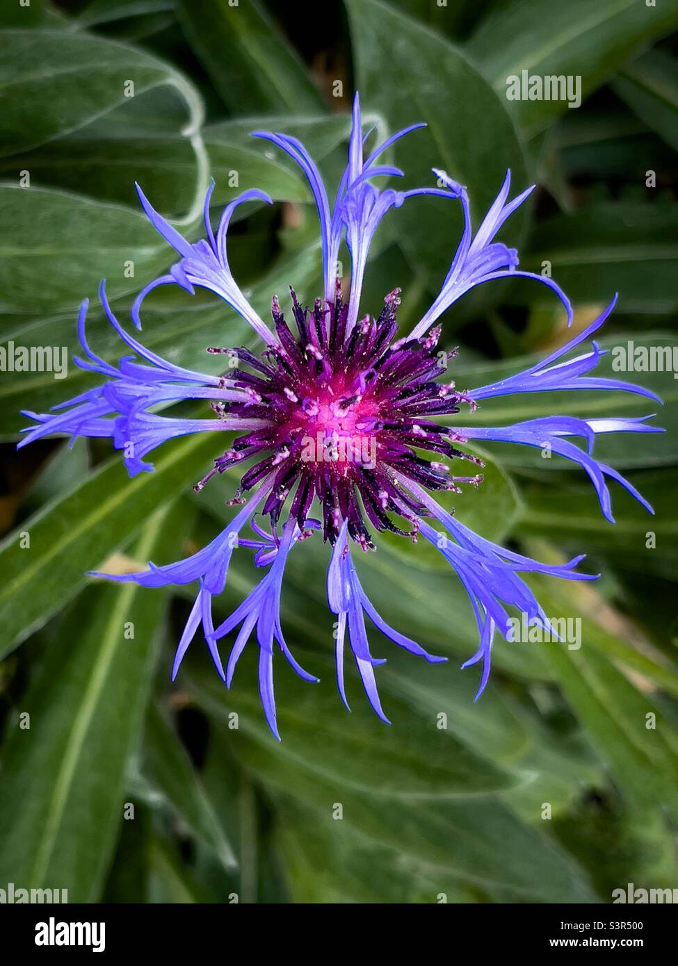Fleur de vaisseau spatial. - Image de stock capturée avec un smartphone