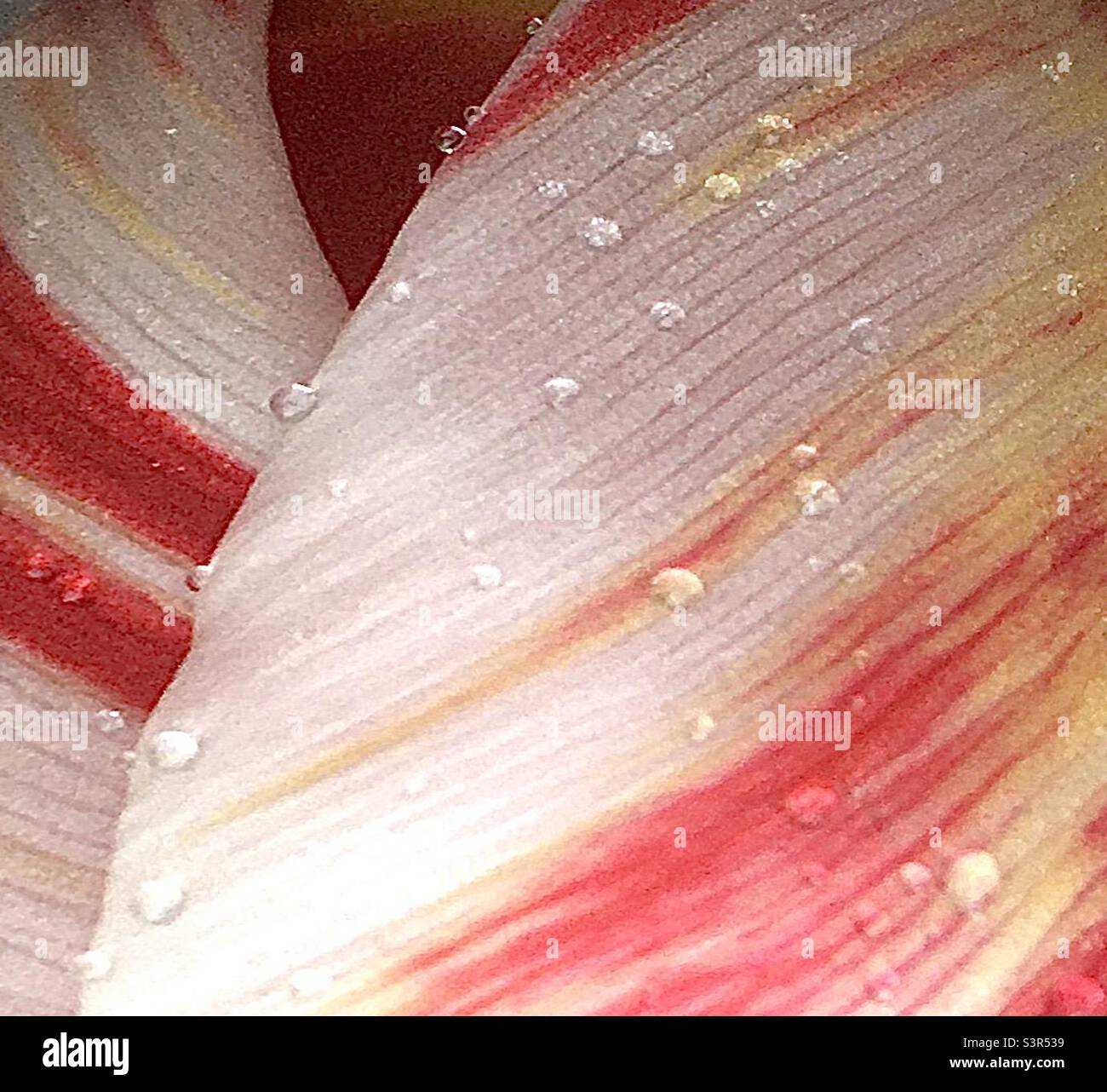 Tulipe, abstrait, rouge, blanc, nature, beauté, gouttes de pluie Banque D'Images