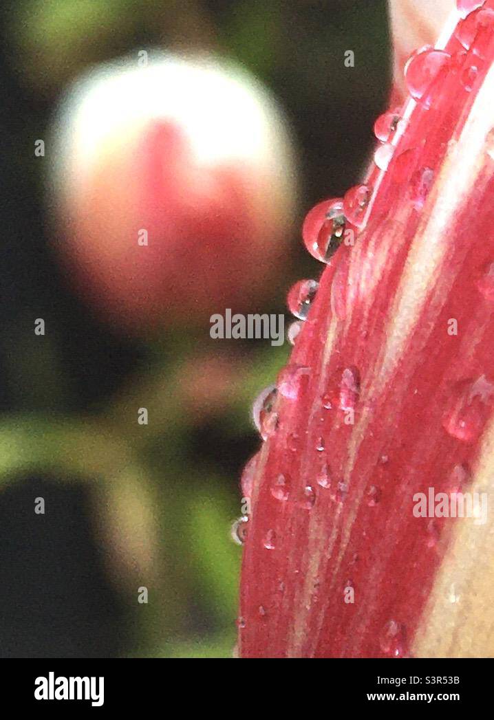 Tulipe, abstrait, rouge, blanc, nature, beauté, raindrops, tulipes, vert, jardin Banque D'Images