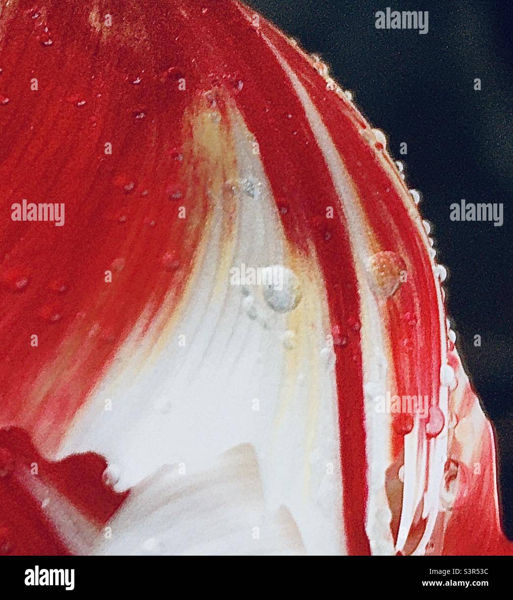 Tulipe, abstrait, rouge, blanc, nature, beauté, gouttes de pluie, jardin Banque D'Images