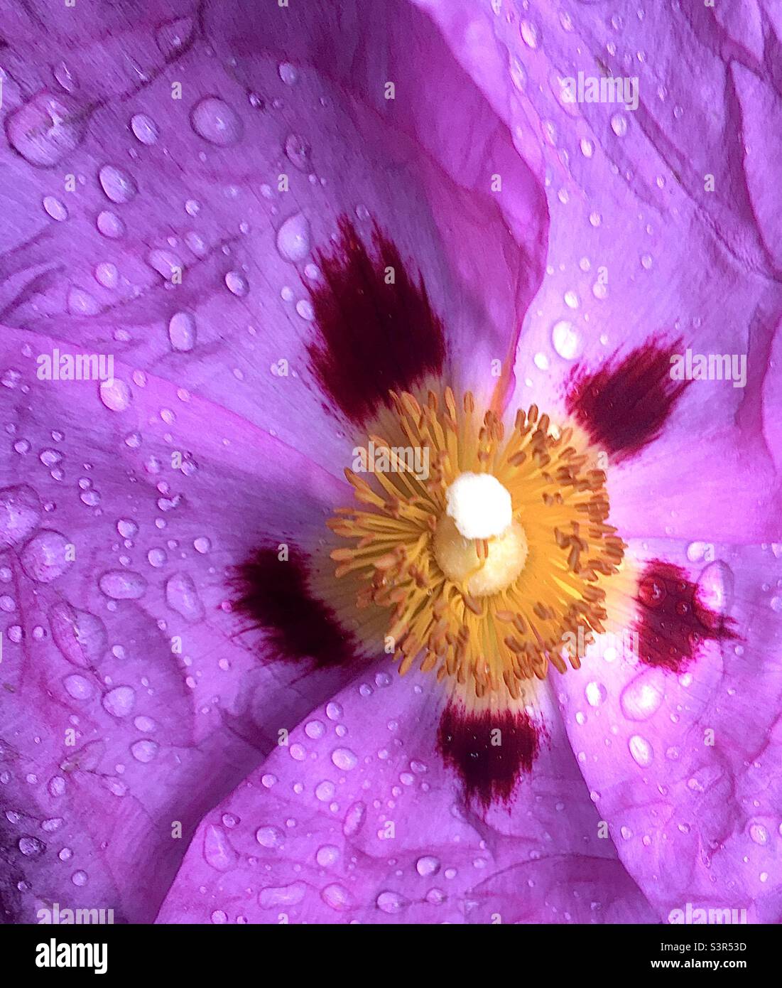 abstrait, violet, blanc, jaune, nature, beauté, gouttes de pluie, jardin, fleur Banque D'Images