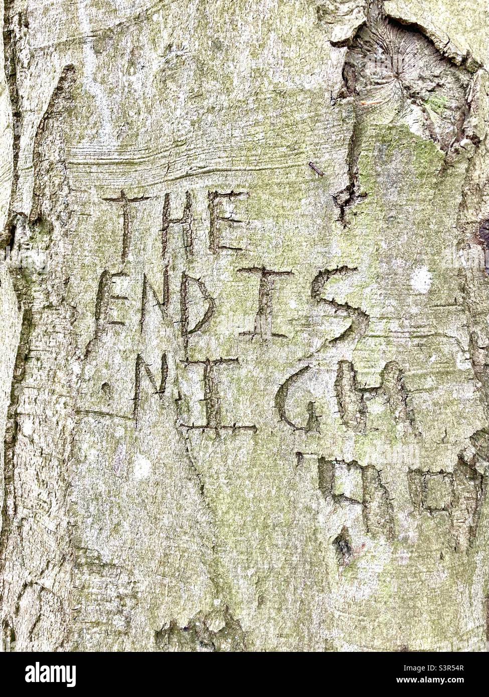 L'extrémité est en bois de Nigh sur le tronc de l'arbre Banque D'Images