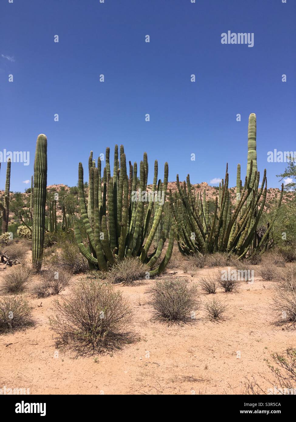 Orgue Pipe Cactus National Monument Ajo Arizona Banque D'Images