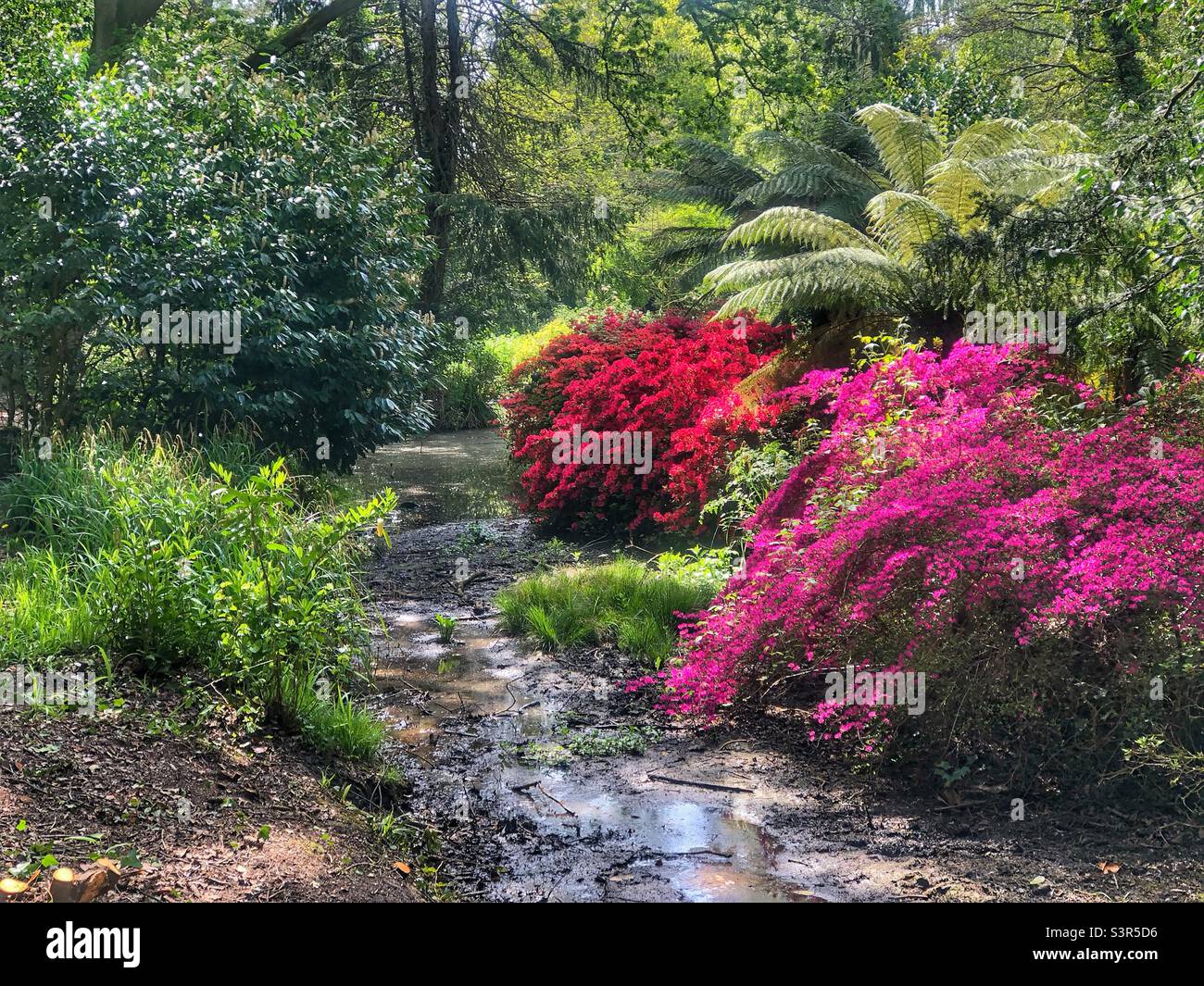 Holly Hill Woodland Park au printemps - Image de stock capturée avec un smartphone