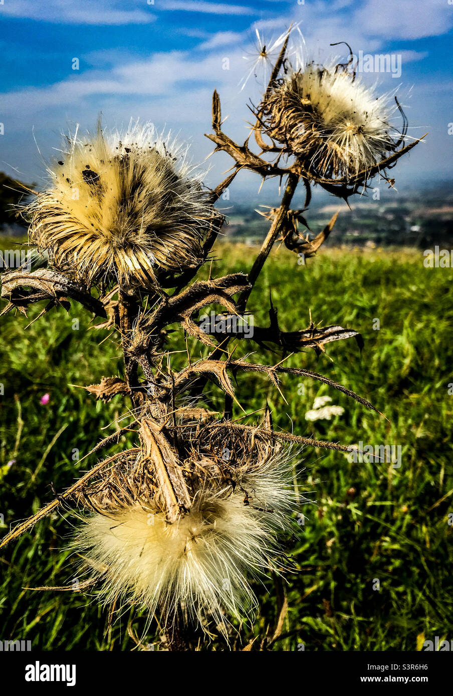 Sur une colline - Image de stock capturée avec un smartphone