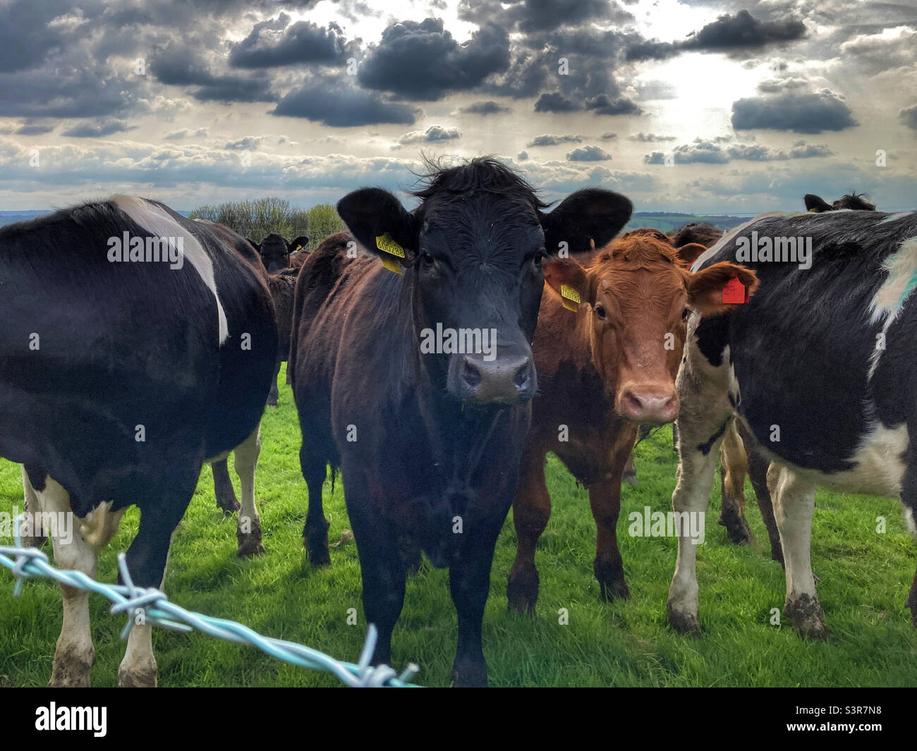 Vaches dans un champ Guiseley West Yorkshire - Image de stock capturée avec un smartphone