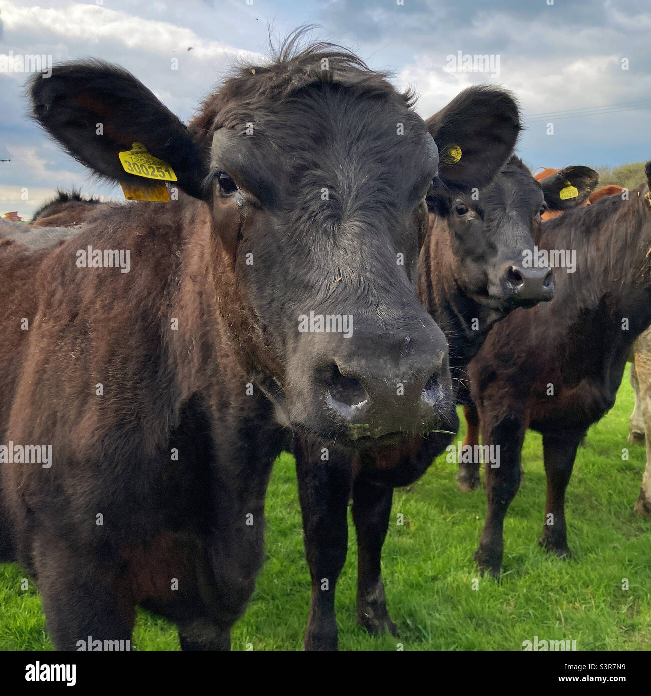 Vaches dans un champ Guiseley West Yorkshire - Image de stock capturée avec un smartphone