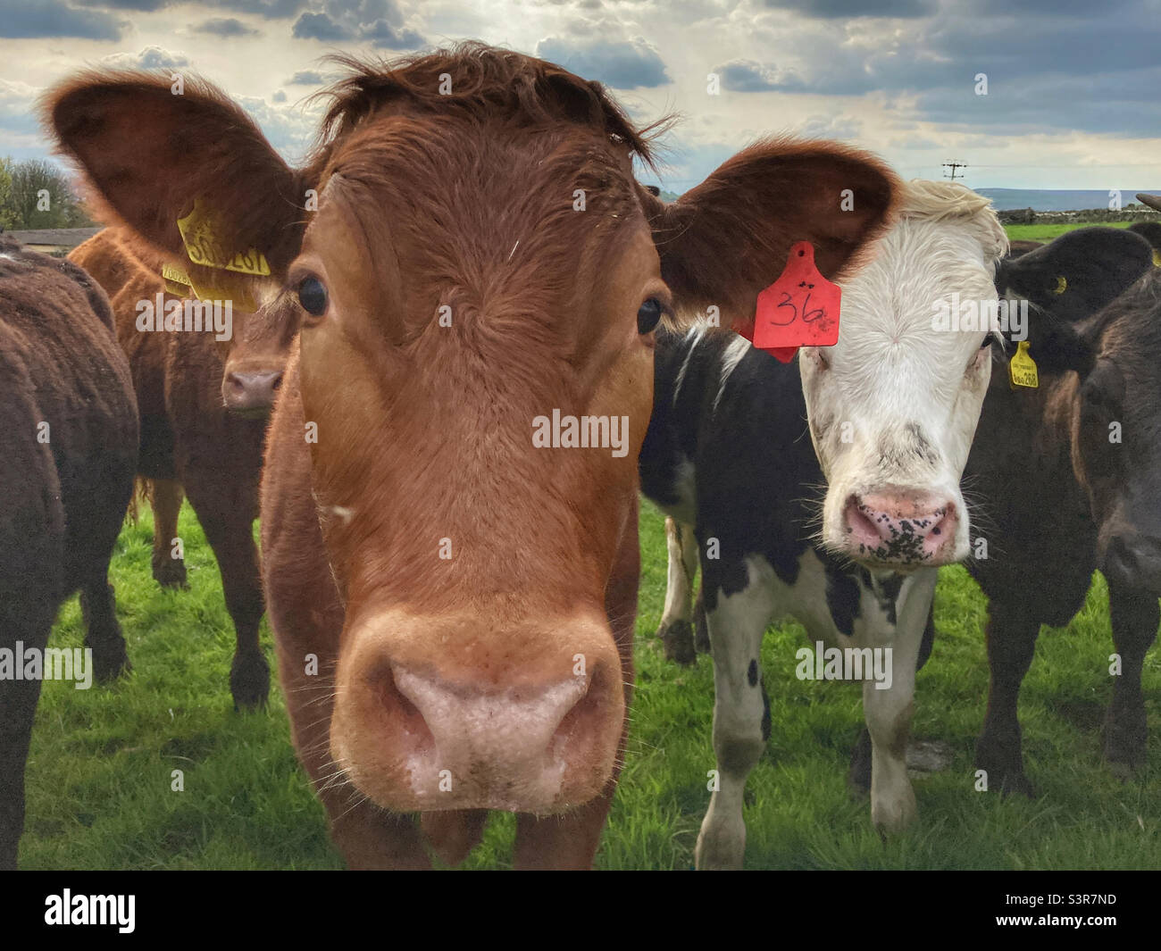 Vaches dans un champ Guiseley West Yorkshire - Image de stock capturée avec un smartphone