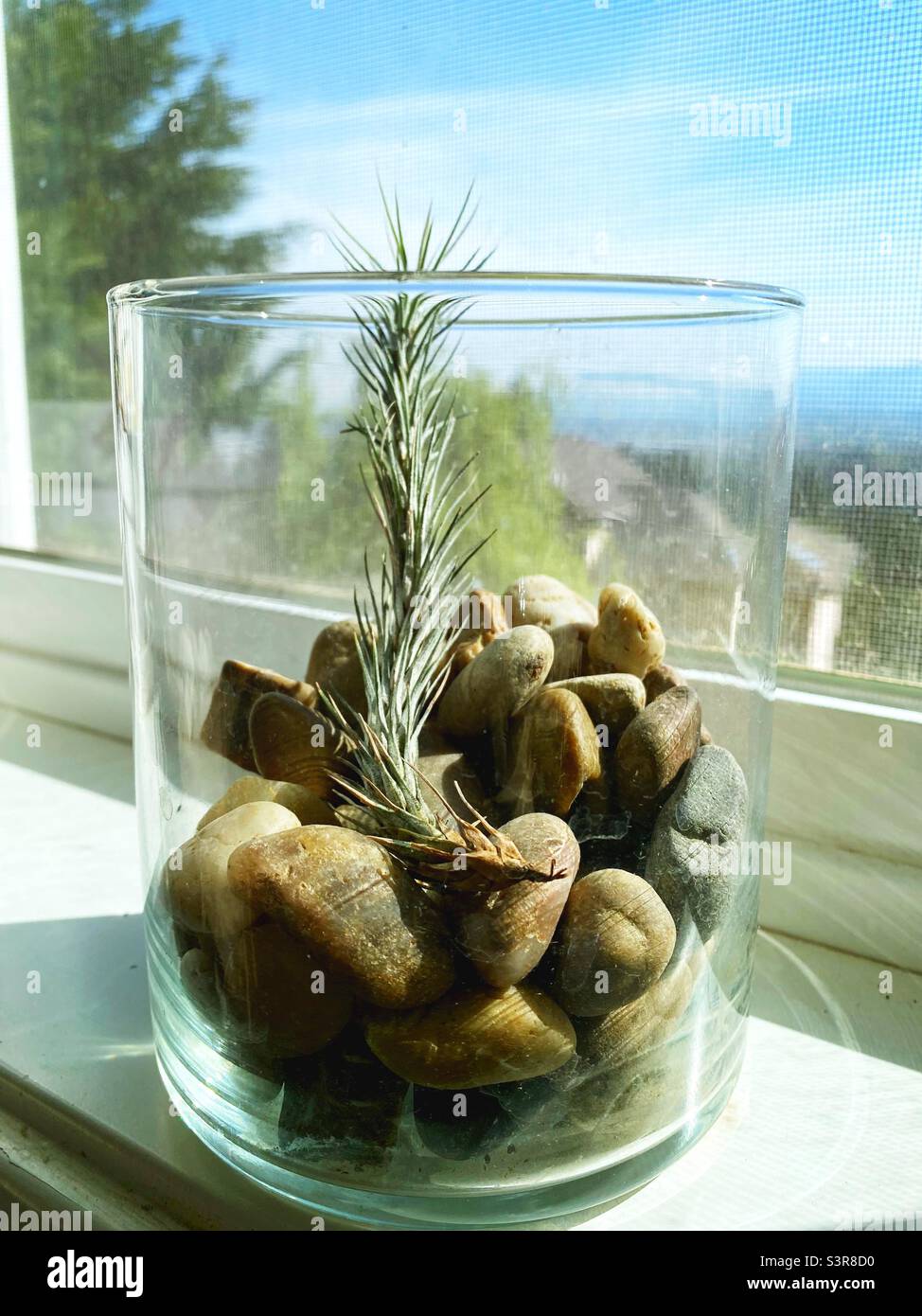 Tillandsia funckiana - usine d'air caterpillar dans un terrarium de verre. Banque D'Images