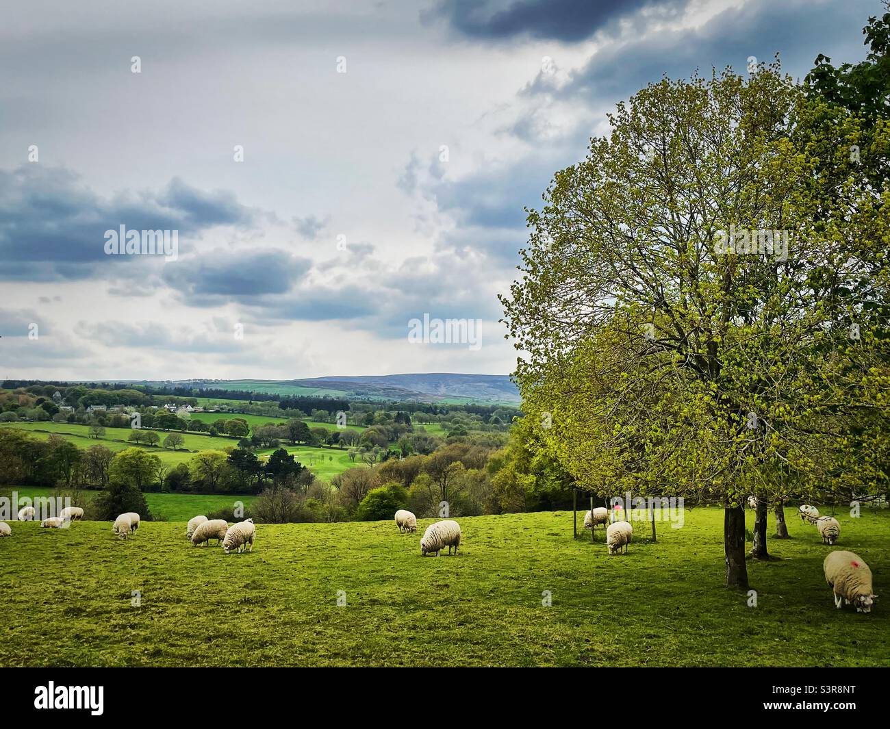 "Une vie tranquille" ces moutons chanceux apprécient la campagne spectaculaire du Yorkshire et peuvent l'appeler leur maison Banque D'Images