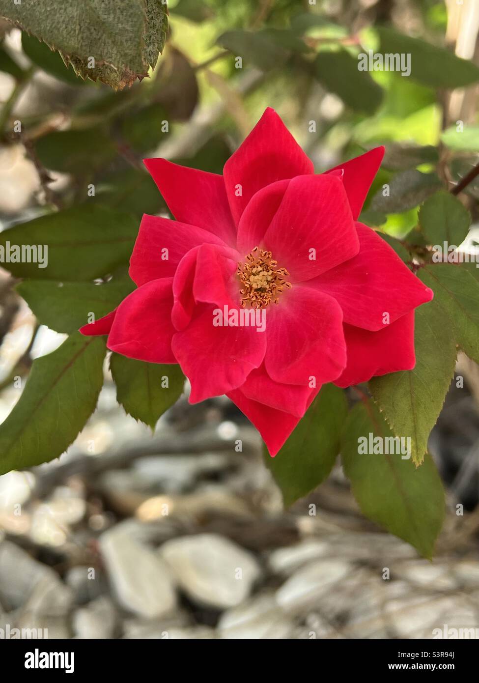 Rose rouge - Image de stock capturée avec un smartphone