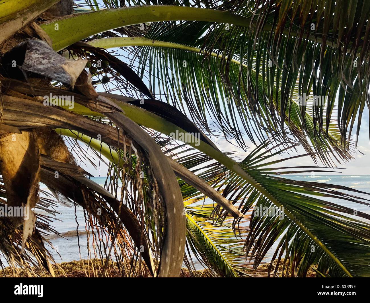 Mer à travers les frondes - frondes de palmiers - Image de stock capturée avec un smartphone