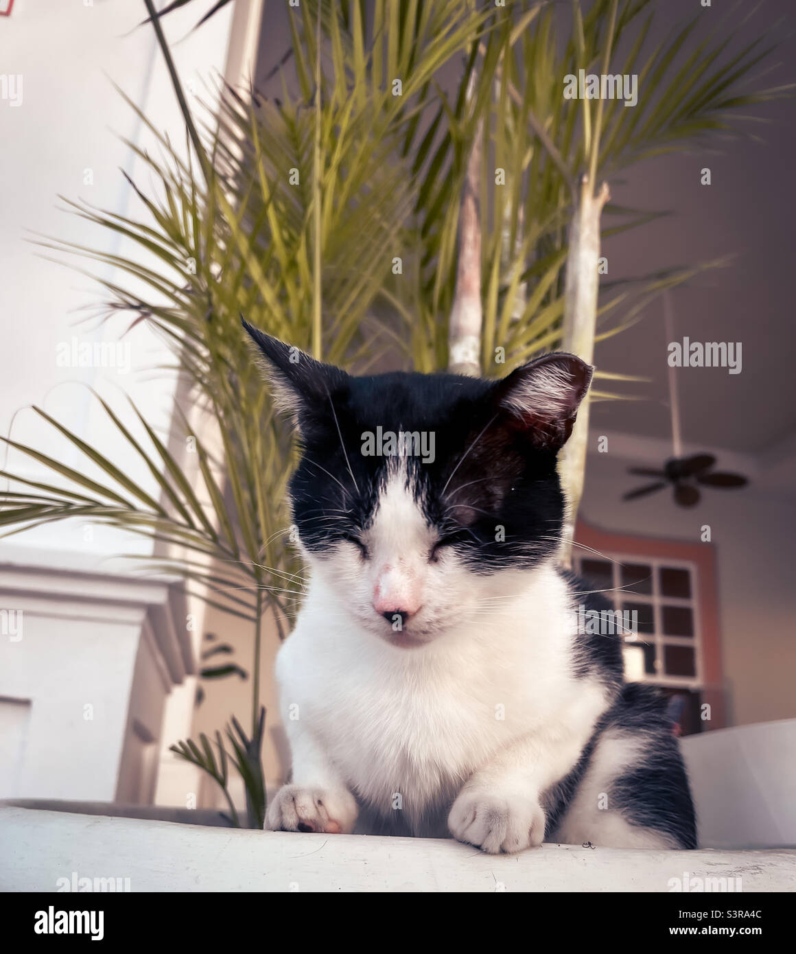 Cat dans un restaurant en Jamaïque Banque D'Images