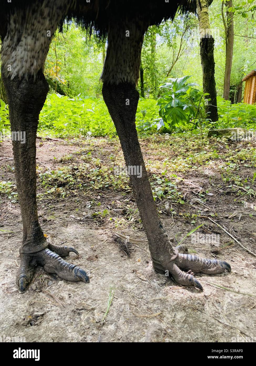 EMU pieds Dinosaurier Banque D'Images