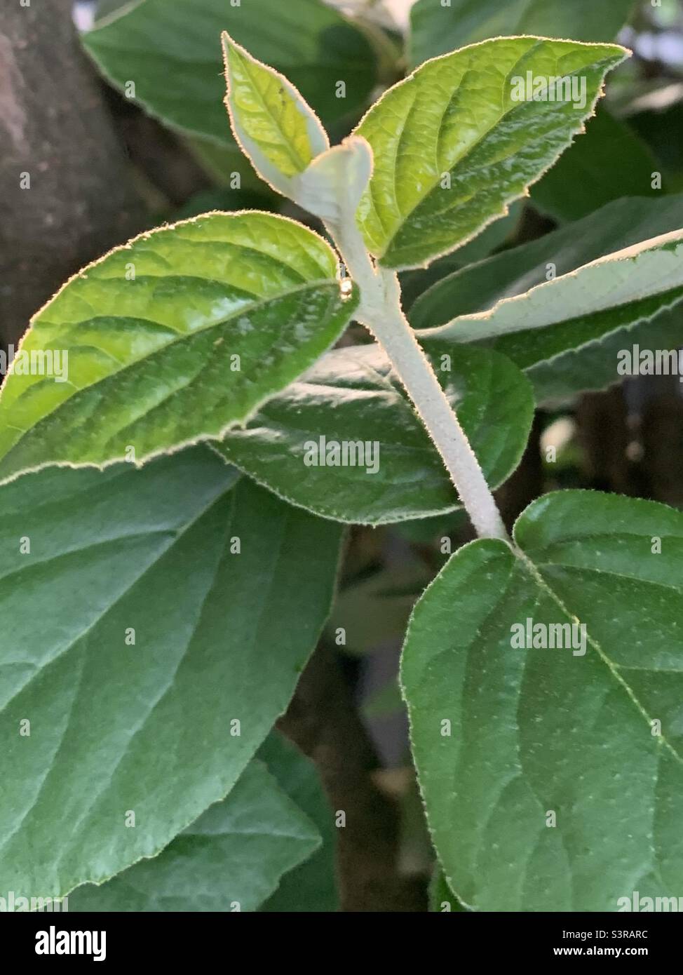 Feuilles vert - Image de stock capturée avec un smartphone