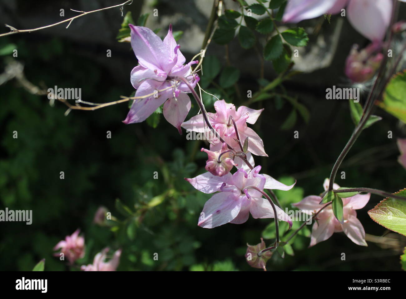 Fleurs roses dans un jardin. Le jardin est situé à Crosby à Liverpool, Merseyside. Les photos ont été prises en mai 2022. - Image de stock capturée avec un smartphone