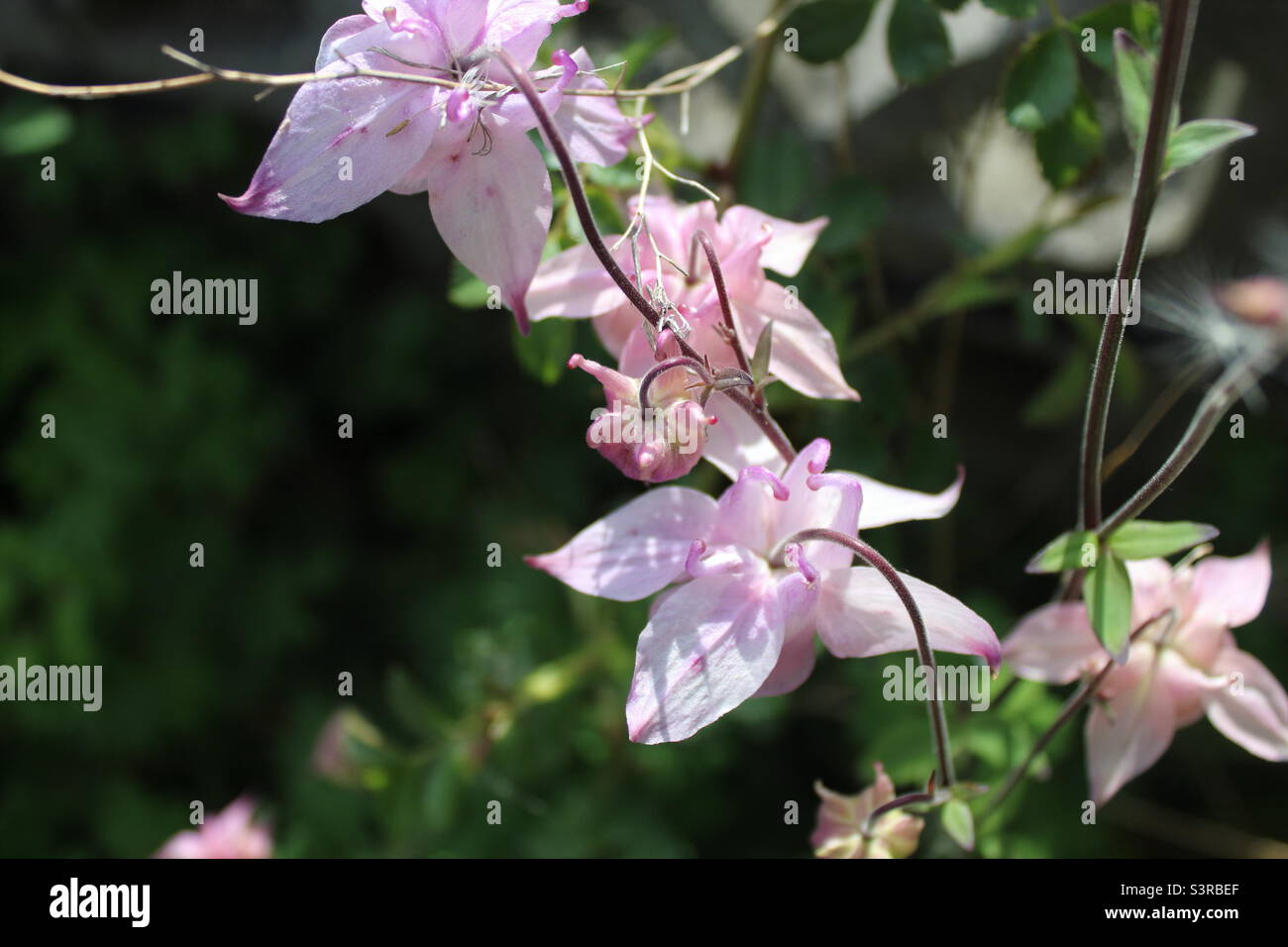 Fleurs roses dans un jardin. Le jardin est situé dans un jardin à Crosby à Liverpool, Merseyside. La photo a été prise en mai 2022. - Image de stock capturée avec un smartphone