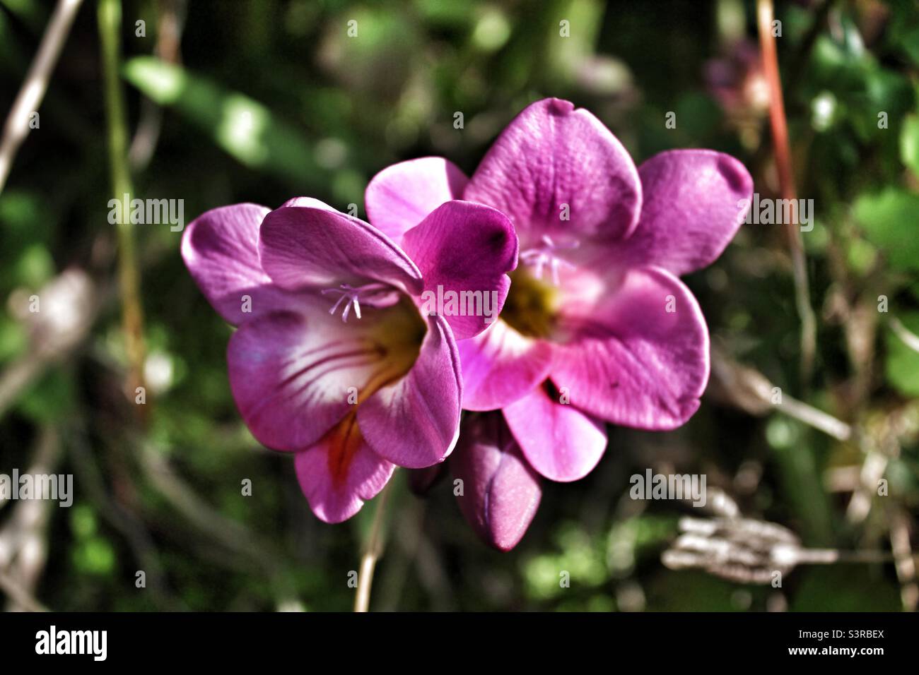 Fleurs roses dans le jardin - Image de stock capturée avec un smartphone