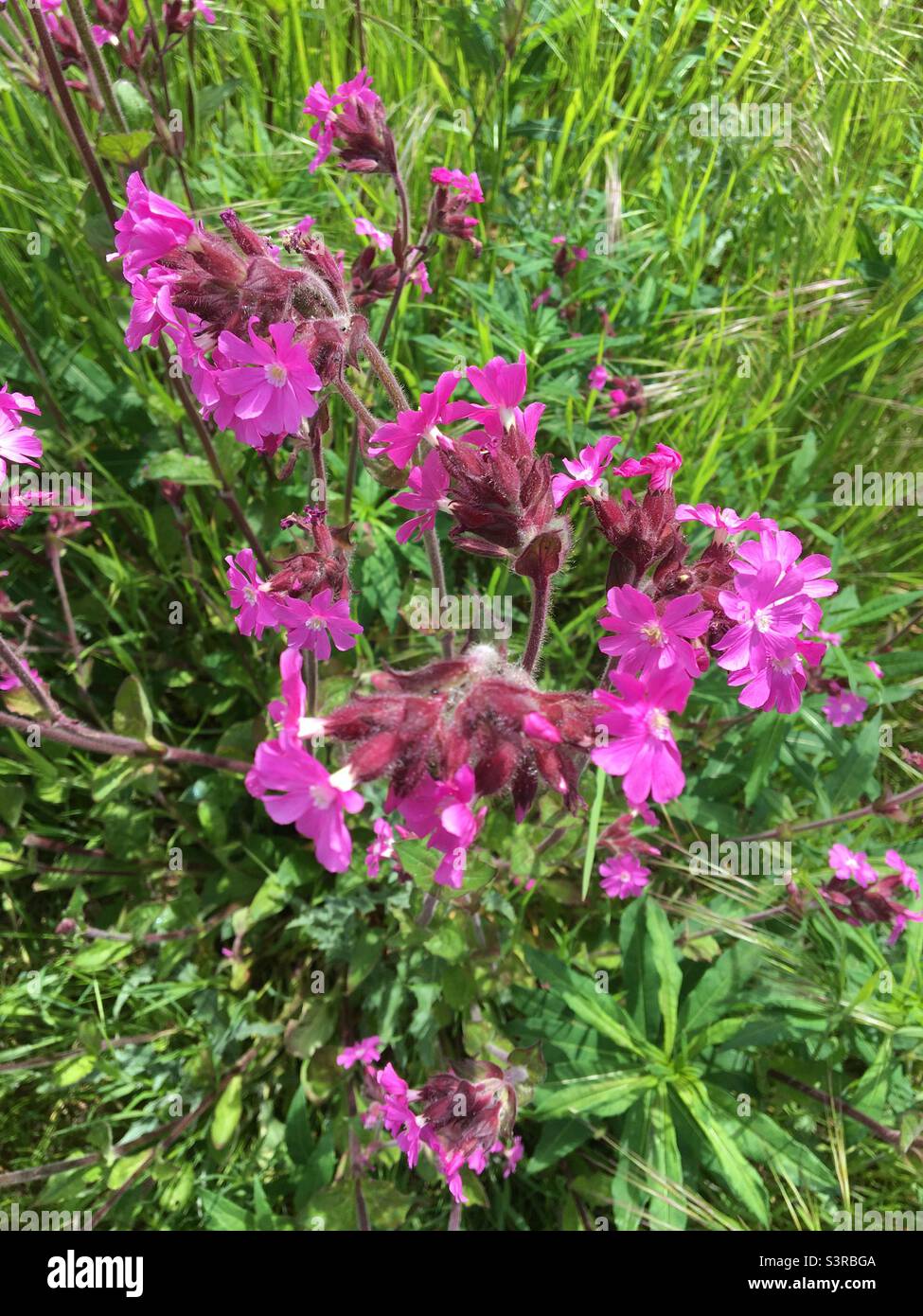 Pétale rose fleurs de Campion rouge , Silene dioica, contre l'herbe verte de prairie - Image de stock capturée avec un smartphone