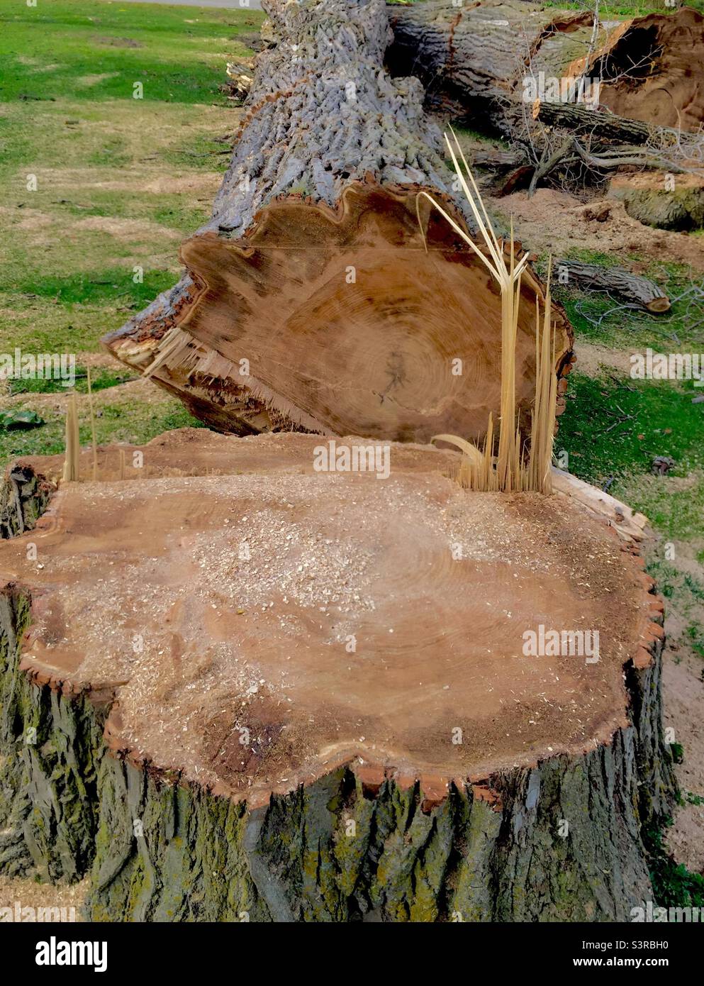 Un vieux arbre fraîchement coupé. Ontario, Canada Banque D'Images
