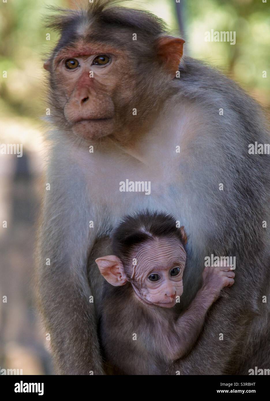 Singe indien et bébé Banque D'Images