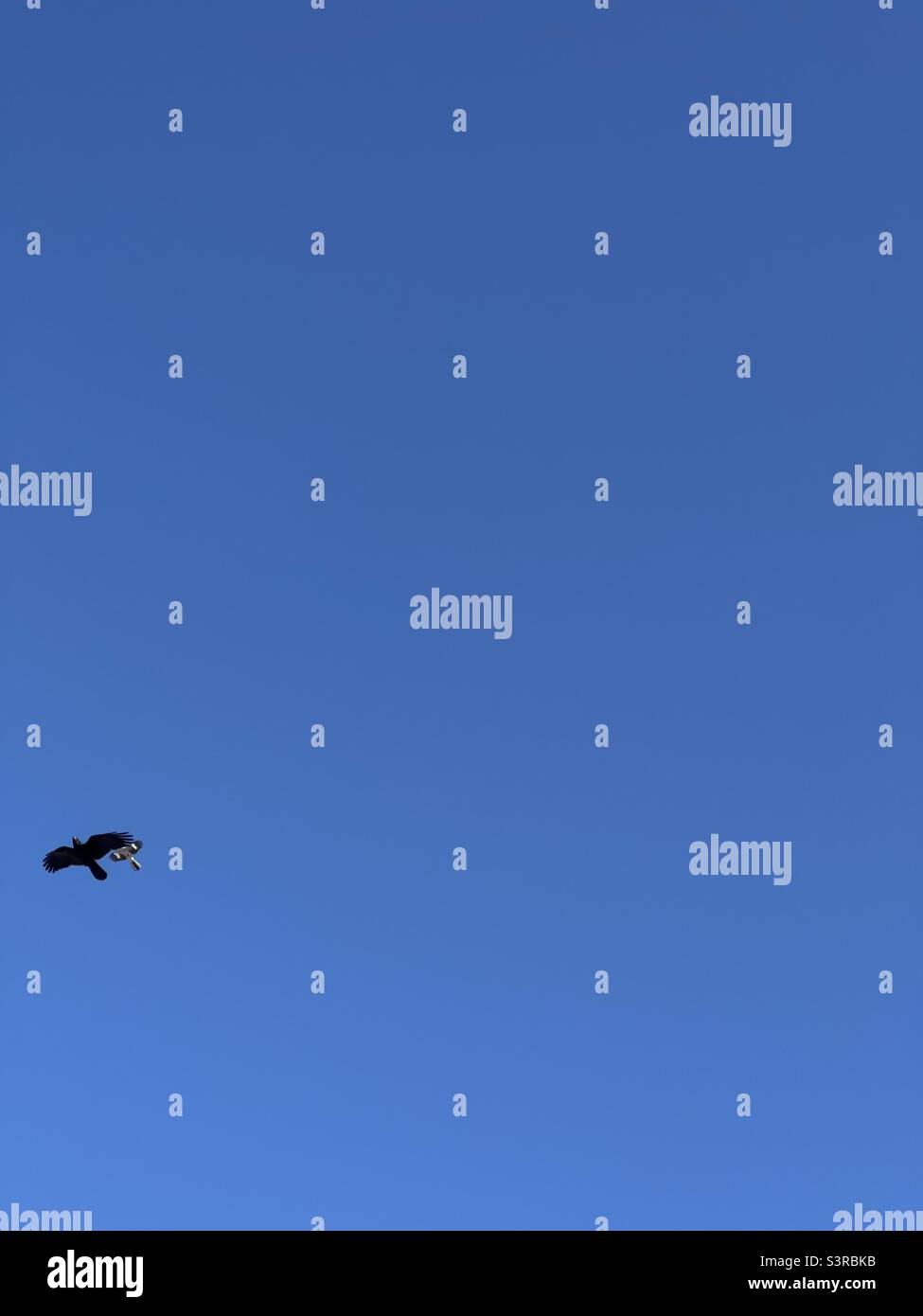 2 oiseaux dans un ciel bleu cristal Banque D'Images