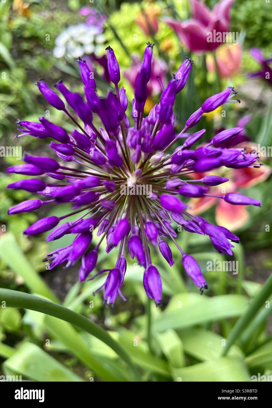 Fleur d'Allium pourpre en mai - Image de stock capturée avec un smartphone