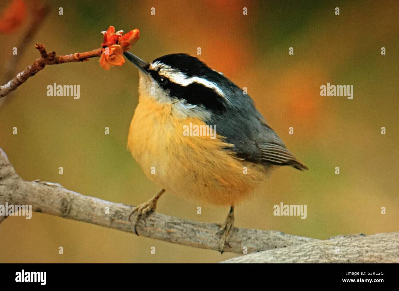 Photographie d'arrière-cour, Amérique du Nord, oiseaux, Nuthatch croisé rouge, faune. Banque D'Images Photographie d'arrière-cour, Amérique du Nord, oiseaux, Nuthatch croisé rouge, faune. Banque D'Images