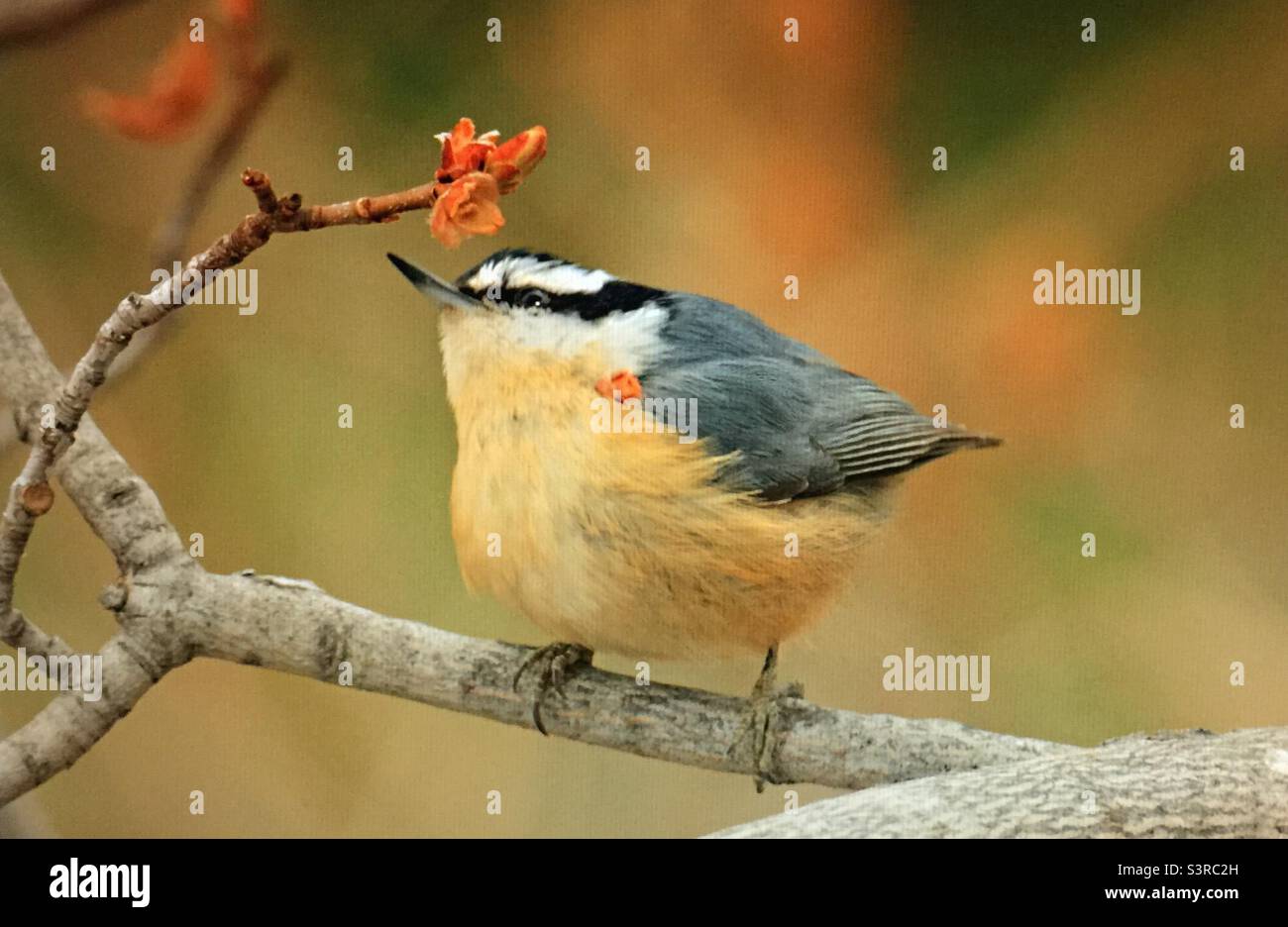 Photographie d'arrière-cour, Amérique du Nord, oiseaux, Nuthatch croisé rouge, faune. Banque D'Images Photographie d'arrière-cour, Amérique du Nord, oiseaux, Nuthatch croisé rouge, faune. Banque D'Images