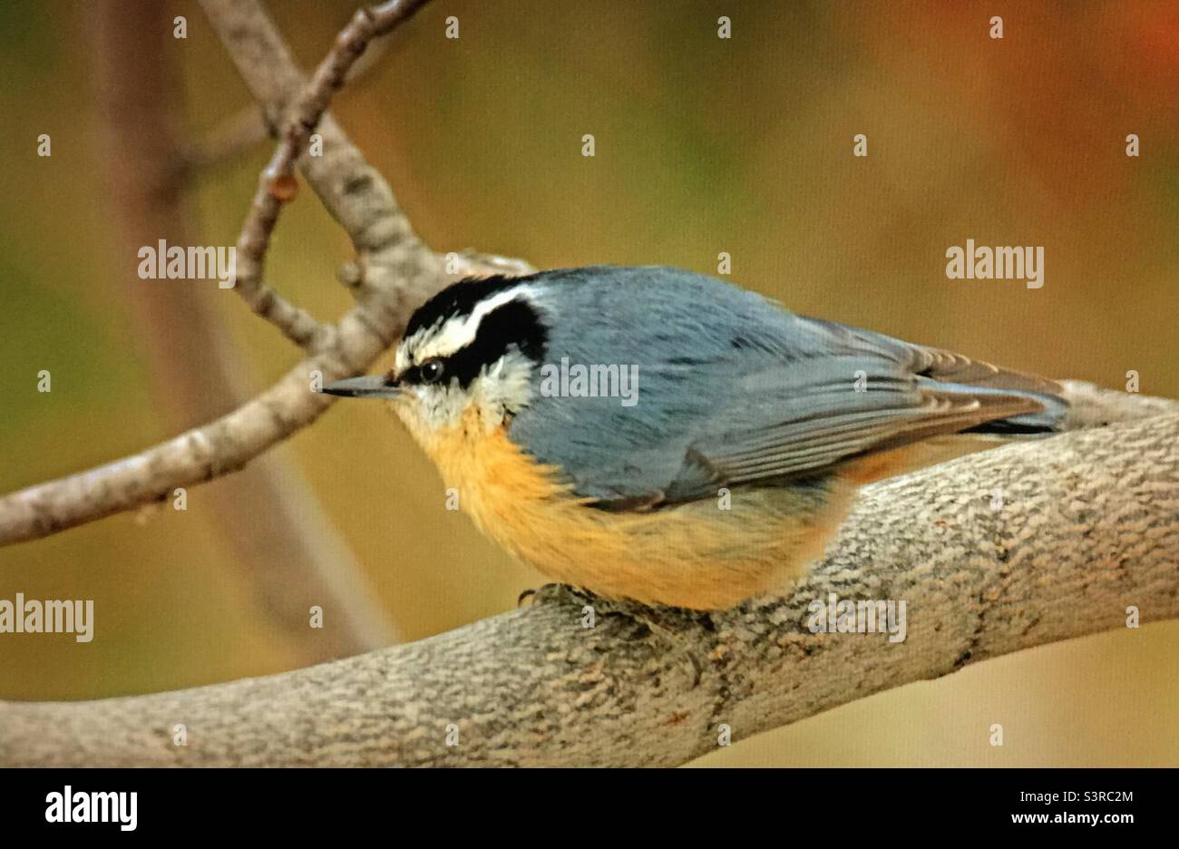 Photographie d'arrière-cour, Amérique du Nord, oiseaux, Nuthatch croisé rouge, faune. Banque D'Images Photographie d'arrière-cour, Amérique du Nord, oiseaux, Nuthatch croisé rouge, faune. Banque D'Images