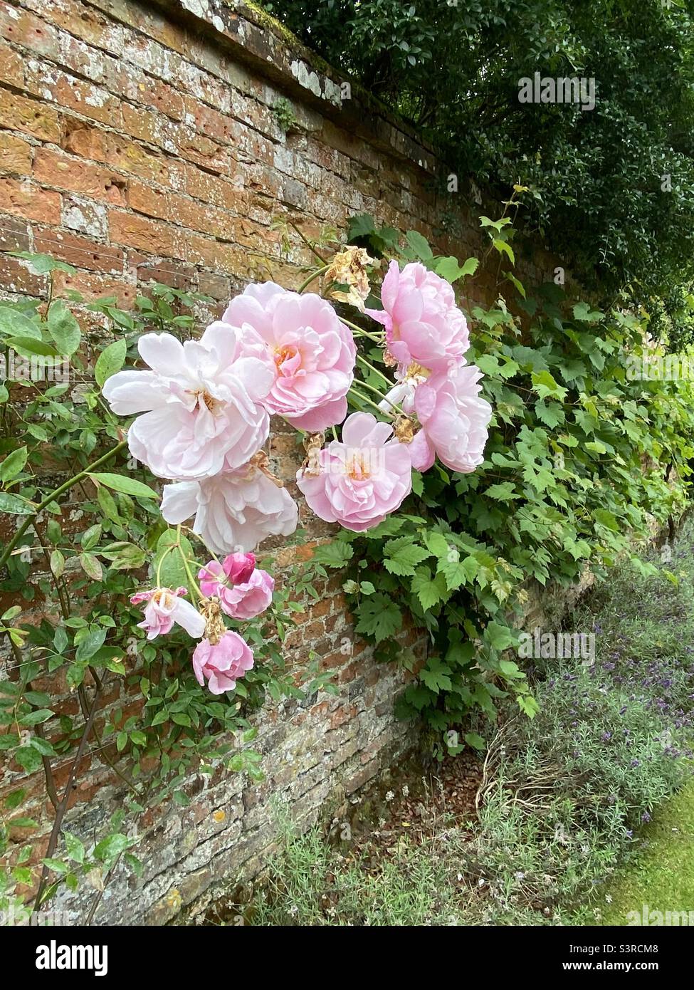 Des fleurs roses poussent contre un mur dans les jardins du château de Highclere, Hampshire, Angleterre. Août 2021. - Image de stock capturée avec un smartphone