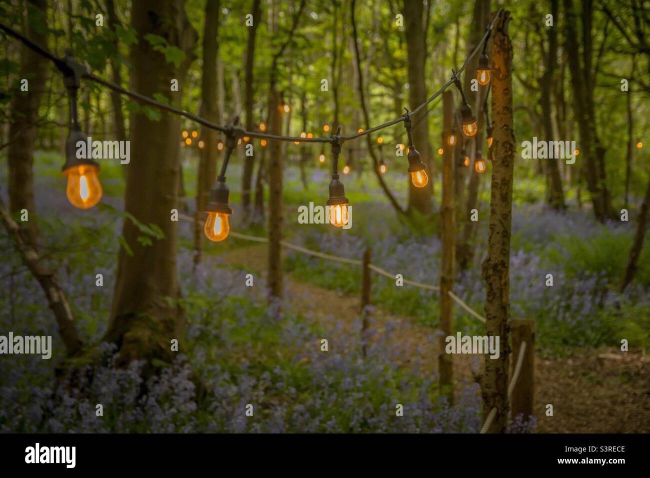 Lumières dans le Forrest - Image de stock capturée avec un smartphone