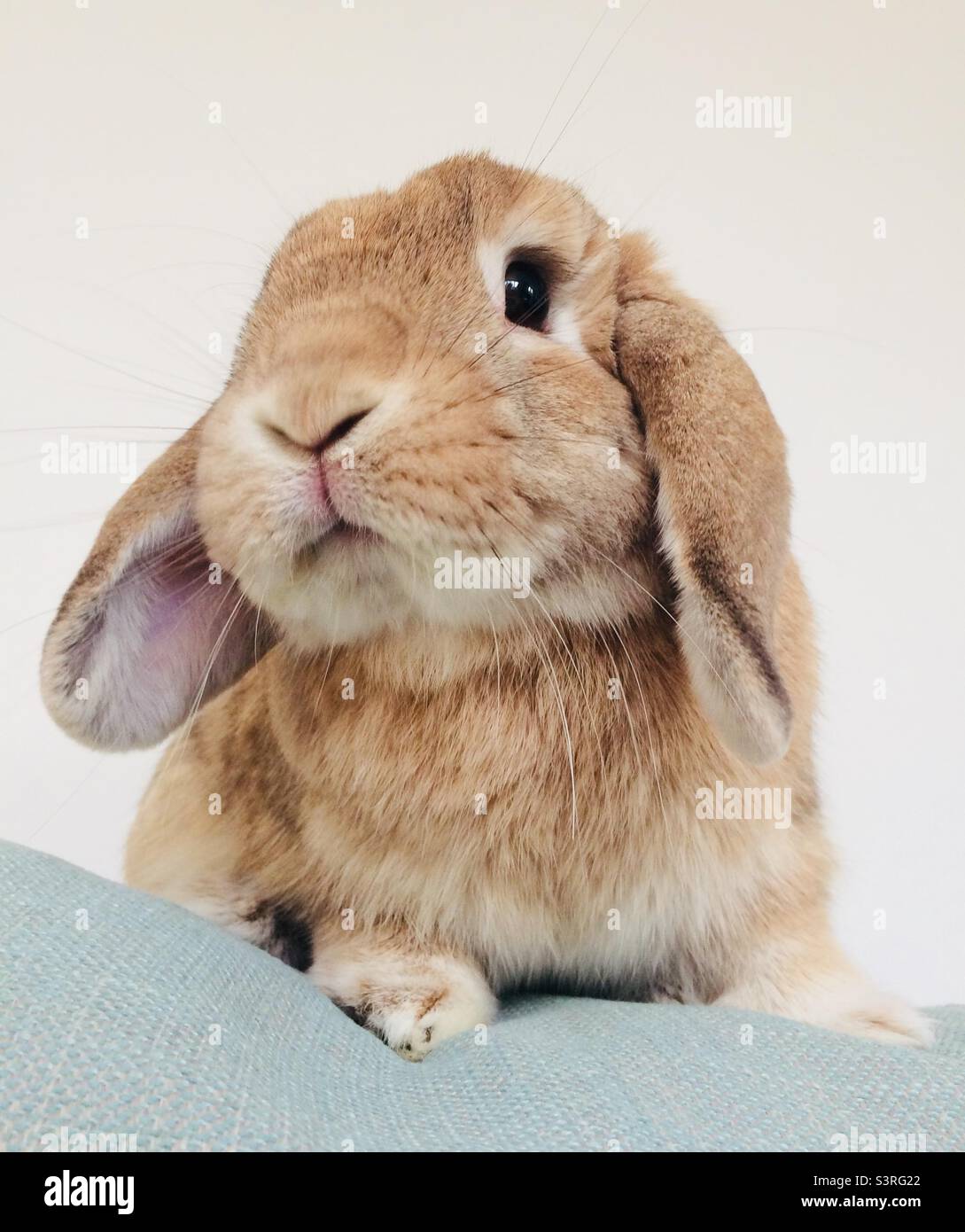 Hibou Lop rabbit Banque D'Images