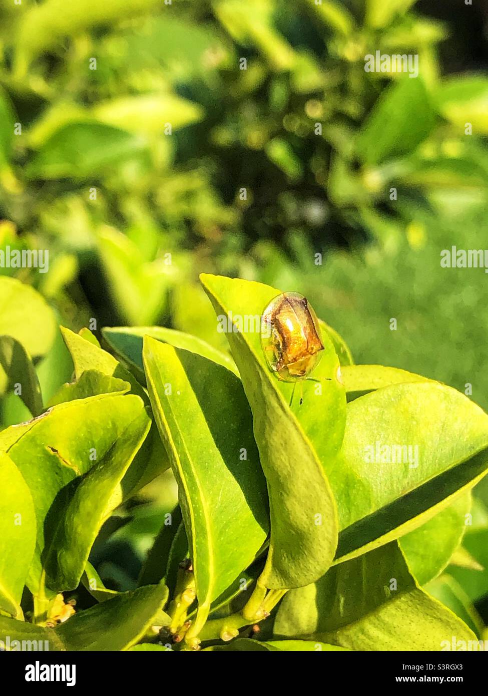 La tortue dorée s'orne sur une feuille verte dans un jardin résidentiel de Gauteng, en Afrique du Sud Banque D'Images