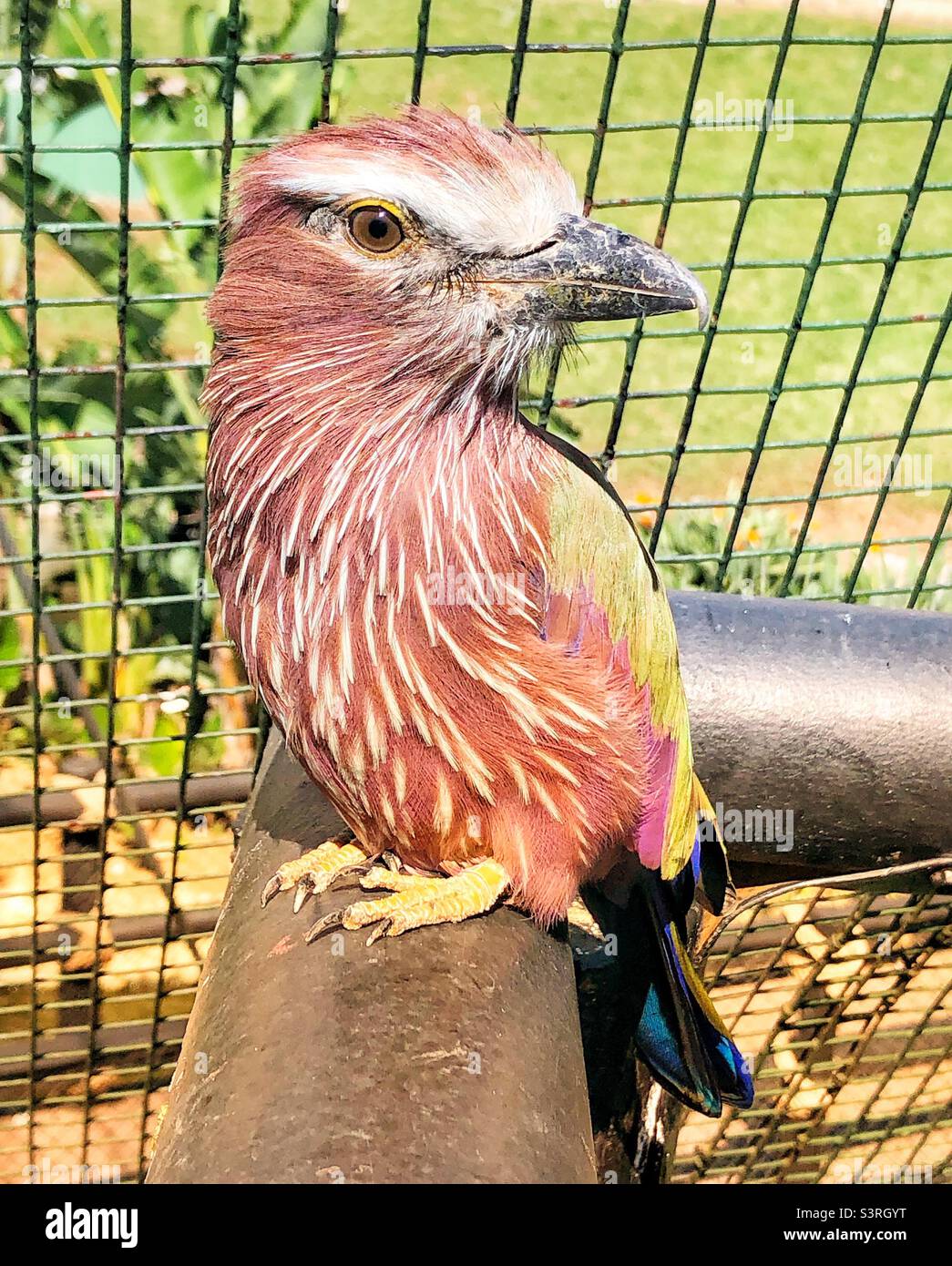 Beau rouleau violet assis paisiblement sur un poteau en bois dans un parc ornithologique en Afrique du Sud - Image de stock capturée avec un smartphone