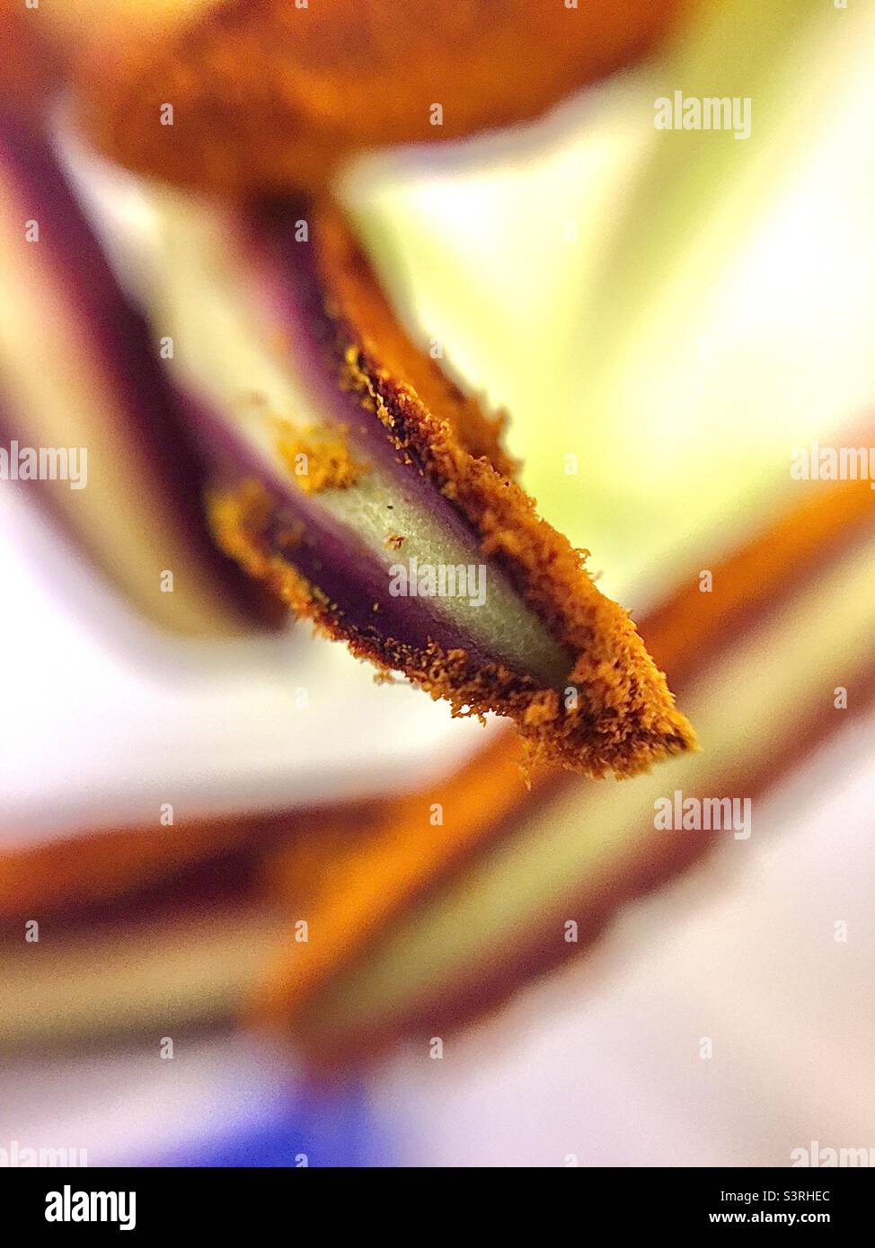 Photo macro du pollen à l'intérieur d'une fleur Banque D'Images