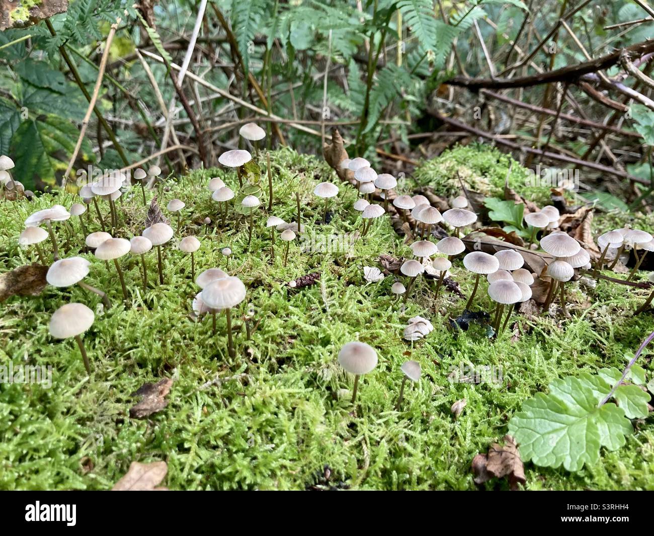 Champignons poussant sur une plaque de mousse Banque D'Images